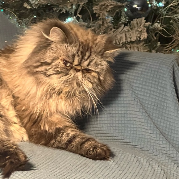 Meet your Posher, Laura - Picture 3 of 5